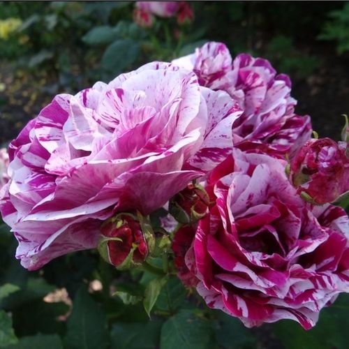 Gärtnerei - Rosa Ferdinand Pichard - weiß - rot - hybrid perpetual rosen - stark duftend - Rémi Tanne - Diese remontierende (wiederholt blühende) Rose mit ihren gestreiften Blüten ist die Lieblingssorte unserer meisten Kunden. Remontiert hervorragend, ist
